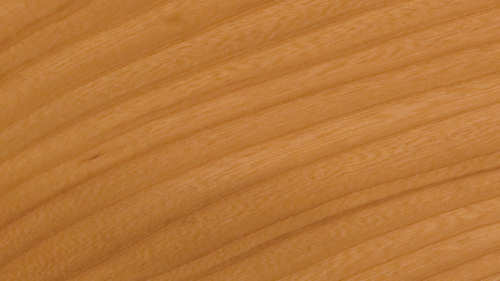 American elm